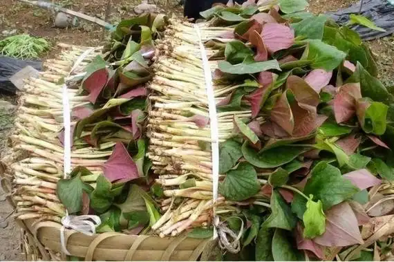 孕妇:在怀孕期间,女性应该谨慎摄入食物和药物,由于鱼腥草有股很浓的