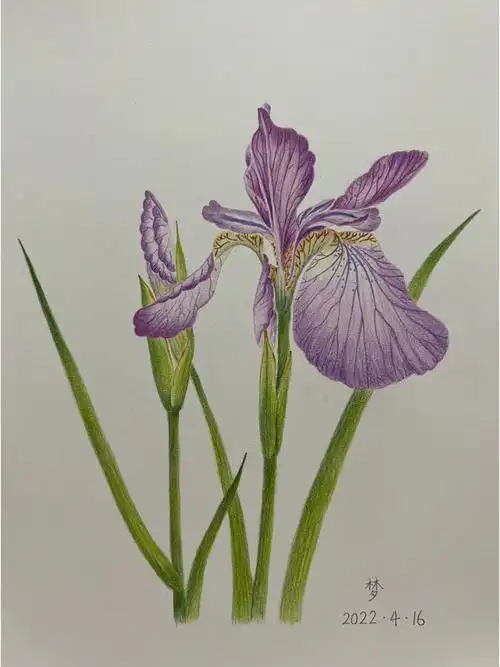 彩铅花卉鸢尾花附步骤图