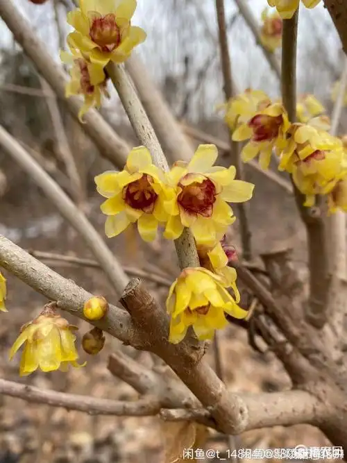 品种名 素心腊梅 高度 1~1.5米 米径 1～8公分