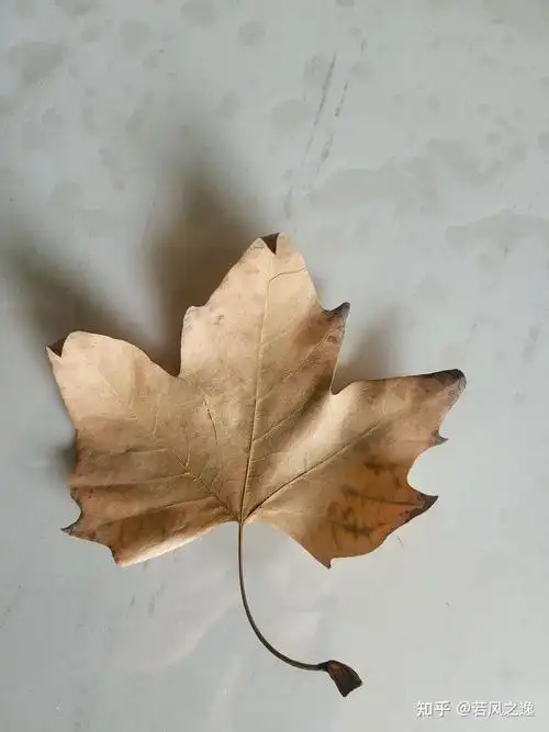 人生,也就一片小小的叶子,眼前的枯叶,是来向我说这个的吗?