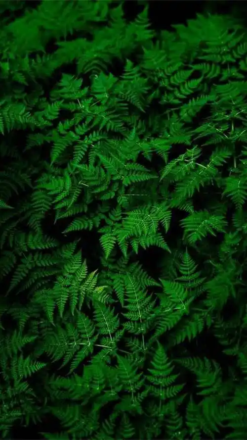 壁纸 植物 蕨类 720_1280 竖版 竖屏 手机