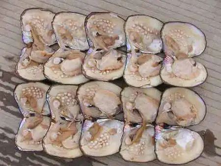 人工养殖珍珠一个里面有几可