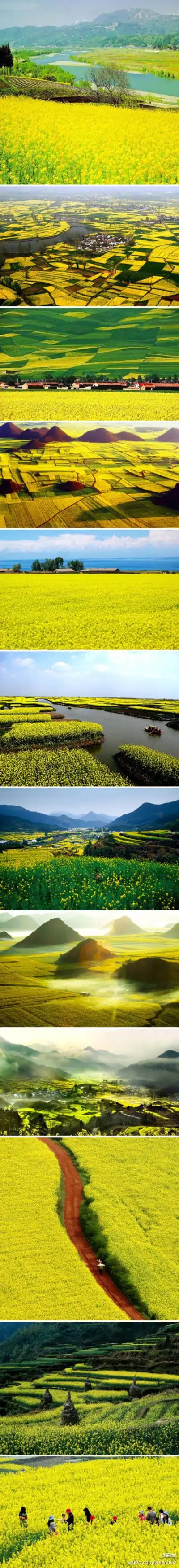 中国十大最美油菜花海:陕西汉中花期.江苏兴化.湖北荆门花期.