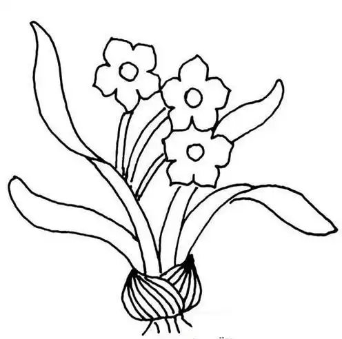 水仙花图片简笔画