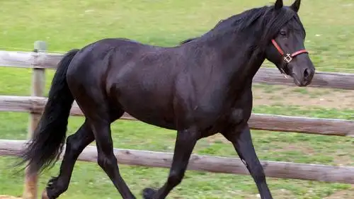 小跑黑白花高清桌面壁纸:宽屏:高清晰度:全屏
