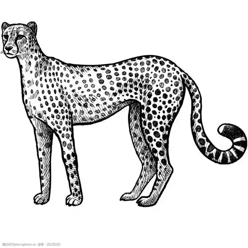 手绘豹子素材黑白