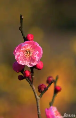 寒梅暗香独自开