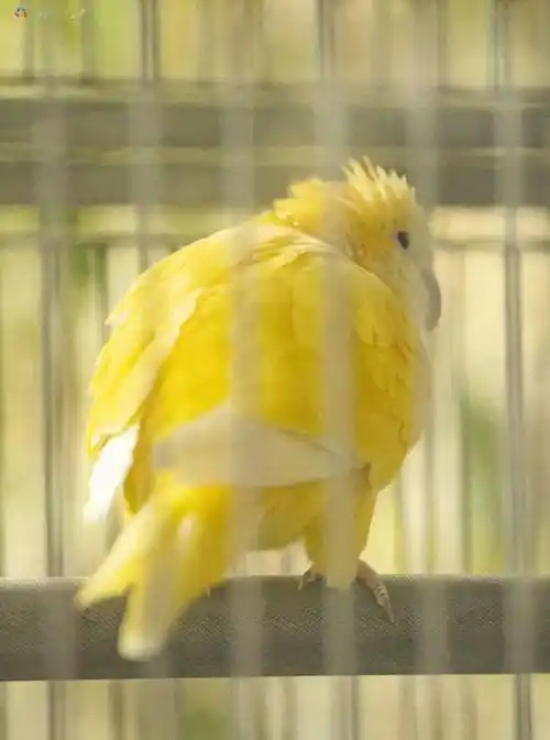 黄和尚鹦鹉这些鹦鹉活泼又可爱它们的好朋友也个个"身怀绝技"八哥通体
