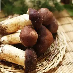 萌兴 云南特产/新鲜姬松茸/货土特产香菇食用菌菇批发1000g