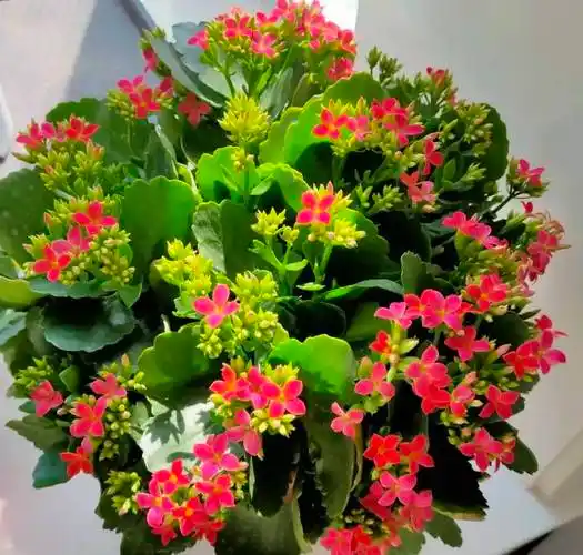 今年最火的长寿花品种金狐狸et外星人罗比橙共22个品种个个都很美