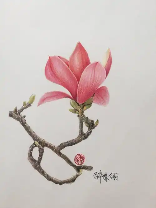 彩铅画花卉植物 彩铅画植物花卉图片 | 第2页 | 多想派