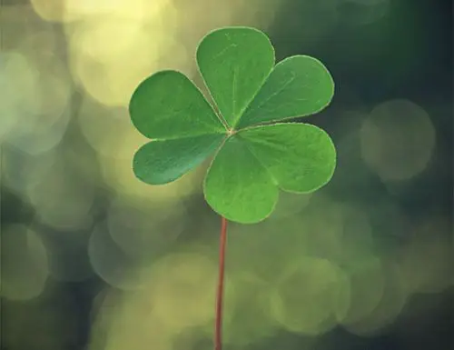 真希望自己能找到四叶草 成为最幸运的那个人