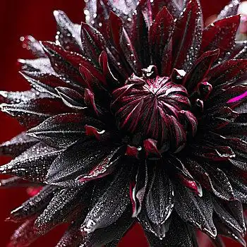 黑色,大丽花,特写