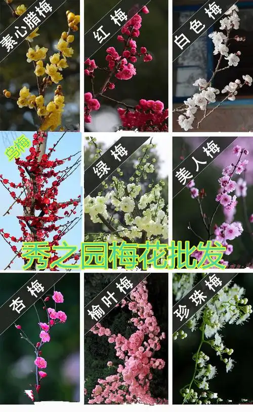 批发庭院绿化多种 梅花树苗 乌梅 红梅苗盆栽造型梅花桩基地直销
