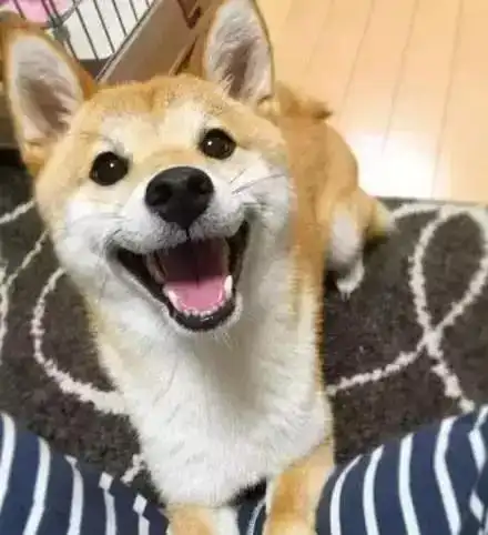 爱笑的柴犬总有一种神奇的魔力