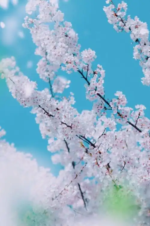 见过了最美樱花,见过它的果实吗?