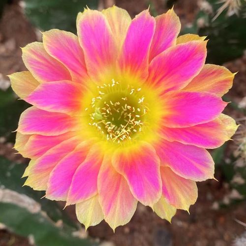 对版开大花阳光明媚仙人球嫁接袖蒲柱稀有丽花球属仙人掌多肉植物