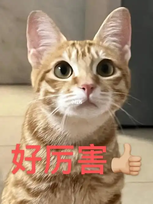 橘猫  #表情包 #汤圆   全身都胖就是不胖脸的淑女汤圆