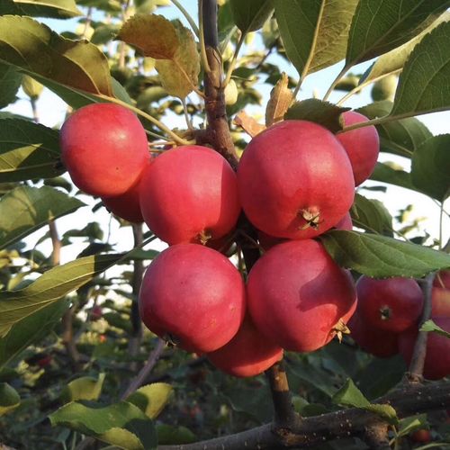 沙果农家自制手工无添加原味去核免洗零食内蒙海棠果