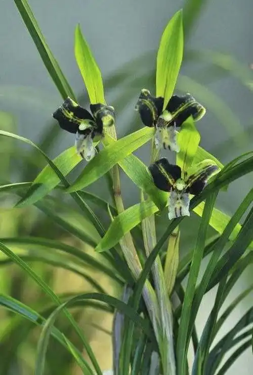 春兰奇花--黑龙三星蝶