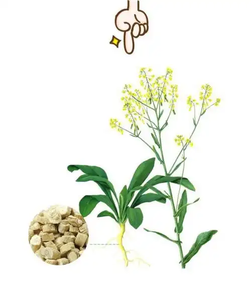 板蓝根的使用,应该注意哪些呢?听听专业药师怎么说