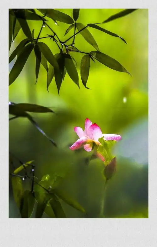 【转载】竹色莲漪【美图共赏】