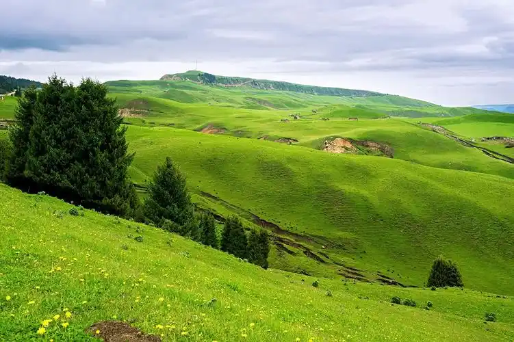 新疆是个好地方(3): 高山草甸,峡谷深林,鲜花盛开的喀拉峻大草原