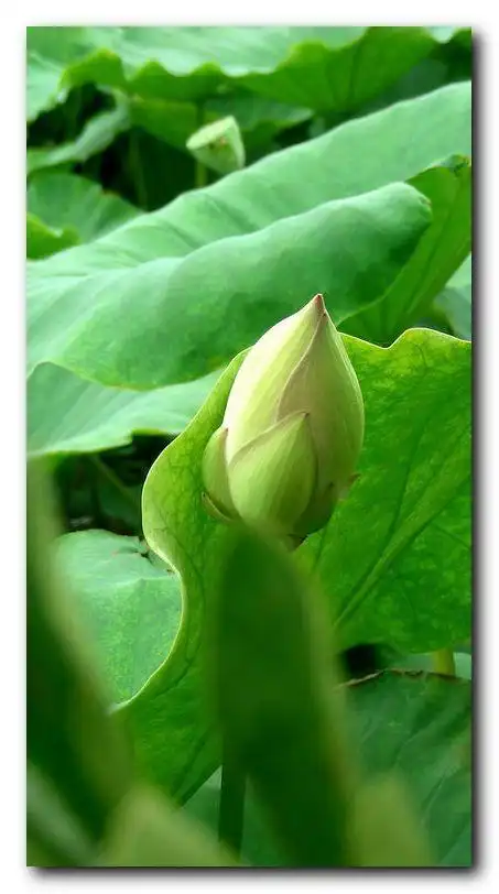 学拍白荷花—花苞篇(20p)