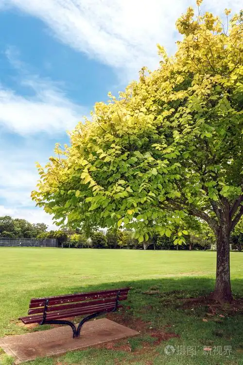 树下的公园长椅