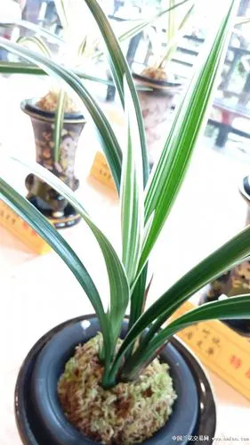 2016台湾国兰联合协会精品展(阔叶)-叶艺篇-中国兰花交易网社区