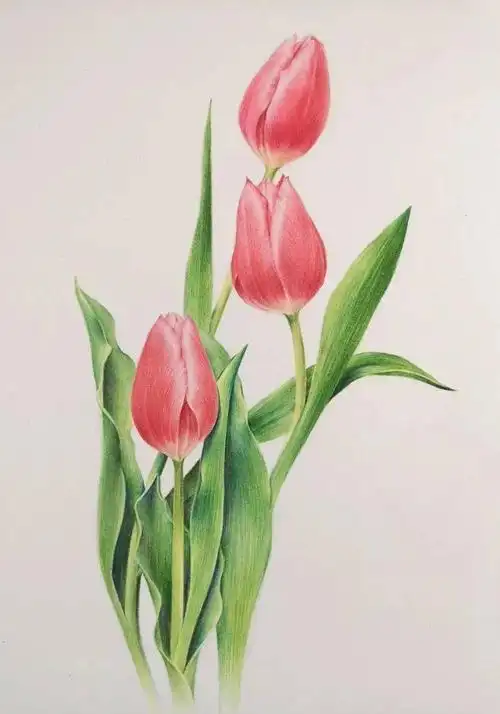 彩铅画教学 彩铅画入门初学者