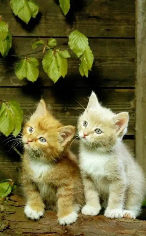 这些萌萌哒的小动物太可爱了可爱又萌的小动物