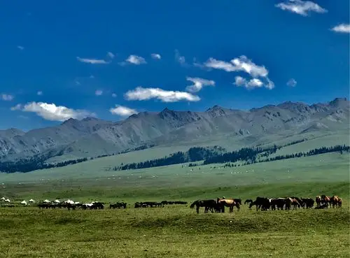 那拉提草原是世界四大草原之一的亚高山草甸植物区,植被丰富,生长着