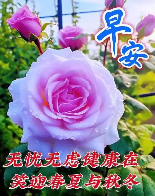 8月9日唯美精选早安漂亮图片早安温馨问候祝福语