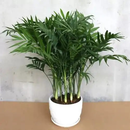 回固水培植物铜钱草金钱草带叶子室内水养花卉绿植盆栽办公四季好养活