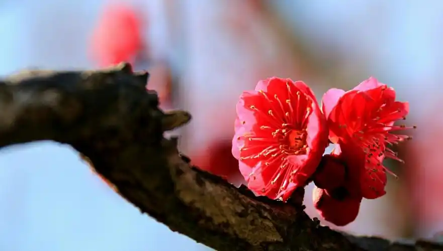 乌羽玉,花色墨紫色,在光照下整朵花透亮鲜红,古称墨梅.
