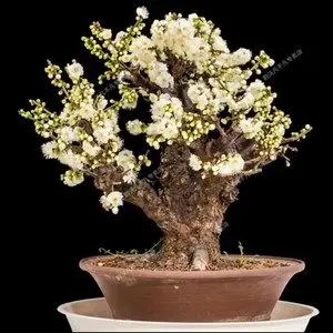 绿萼梅花盆景金钱绿萼