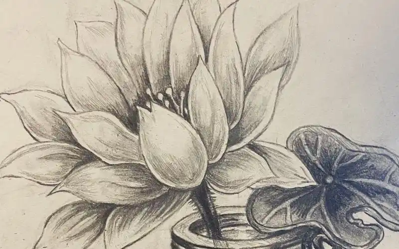 曲老师—素描小品荷花