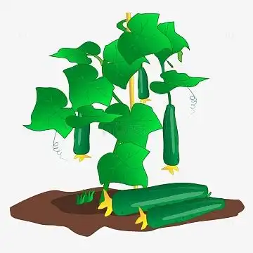 绿色创意手绘卡通风格黄瓜整株矢量素材