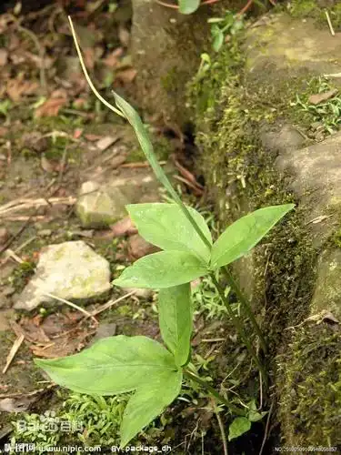2016-2021年中国半夏提取物行业细分市场研究及重点企业深度调查分析