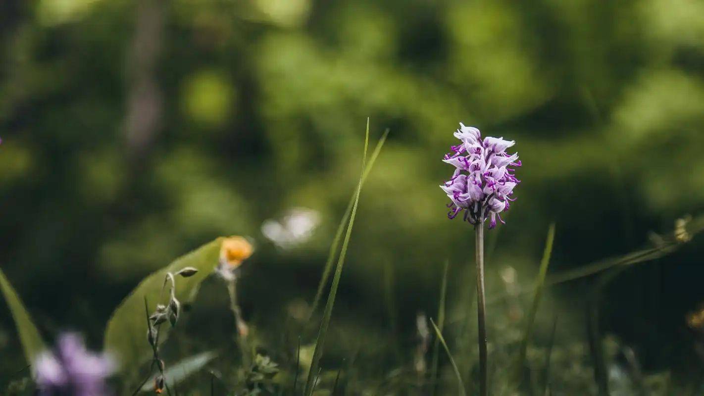 精选小清新花卉图片电脑壁纸