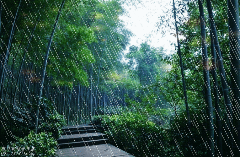 竹林听雨声