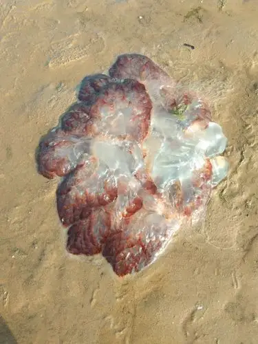 海蜇,学名也叫水母,当地人告戒我们活的最好不要用手抓,会咬人的!