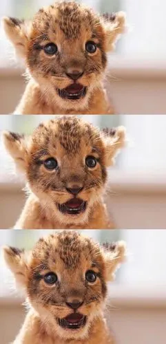 超级可爱聪明的小狮子三联图,高清图片,手机壁纸