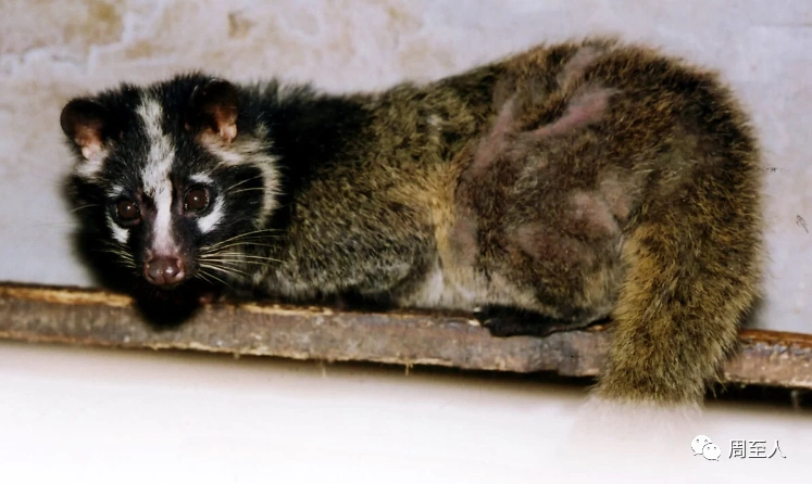 周至惊现神秘动物,吓得村民赶紧报警,有人认识吗?