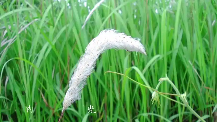 魅力中草药每日一药之白茅根