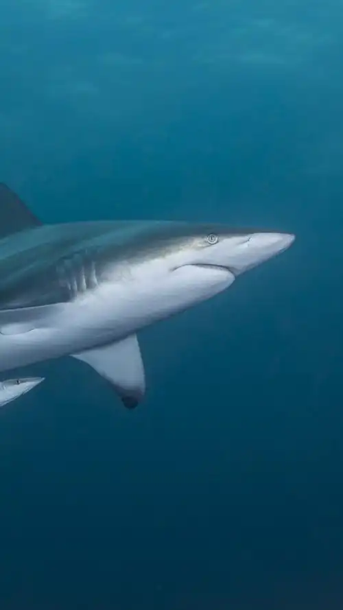 iphone 壁纸 鲨鱼和小鲨鱼