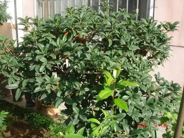 八月桂花香满院