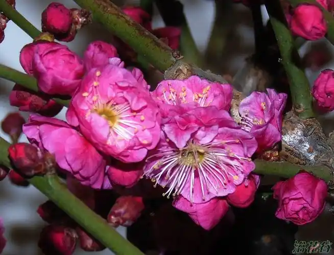 请教行家:这是梅花的什么品种?