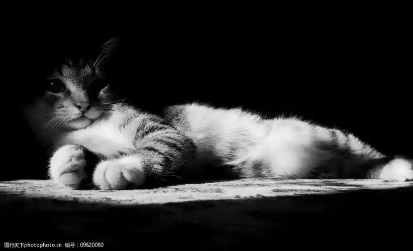 关键词:黑白猫 黑白照 花猫 宠物 动物 可爱 温馨 摄影 摄影师 抓拍
